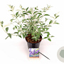 Buddleja 'Lochinch' 30-40 cm 3,0L