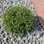 Ilex crenata 'Glorie Dwarf' 25-30 cm 3,5L