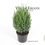 Juniperus chin. 'Stricta' 25-30 cm 2,0L