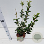 Osmanthus heterophyllus 30-40 cm 3,0L