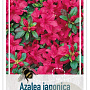 Rhododendron (AJ) 'Excelsior' 25-30 cm 4,0L