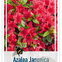 Rhododendron (AJ) Geisha Red 25-30 cm 4,0L