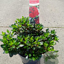 Rhododendron (AJ) 'Little Red' 20-25 cm 2,0L