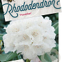 Rhododendron (Y) 'Porzellan' 40-50 cm 20L