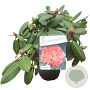 Rhododendron 'Virginia Richards' 30-40 cm 5,0L struik