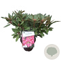 Rhododendron 'Winsome' 30-40 cm 5,0L struik