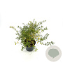 Spiraea arguta 30-40 cm 3,0L
