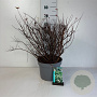 Spiraea betulifolia 'Tor' 50-60 cm 10L
