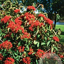 Viburnum dilatatum Cardinal Candy 20-25 cm 2,0L