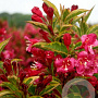 Weigela florida Moulin Rouge 30-40 cm 3,0L