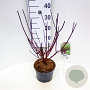 Cornus alba 'Kesselringii' 30-40 cm 3,0L