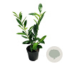 Prunus l. 'Novita' 40-60 cm 2,5L