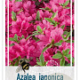 Azalea (J) 'Momoko' 20-25 cm 2,0L