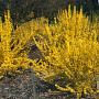 Forsythia intermedia 'Week-End' 25-30 cm 2,0L