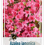 Rhododendron (J) 'Madame van Hecke' 25-30 cm 4,0L