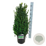 Buxus sempervirens 60-80 cm 10L