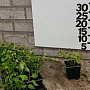 Vinca major GM 1.5