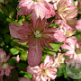 Clematis 'Marjorie' 80 cm rozenpot 2L