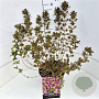 Weigela florida 'Nana Purpurea' 40-50 cm 10L