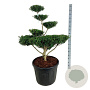 Ilex crenata 'Green Lustre' 100-125 cm cont. 90L bonsai