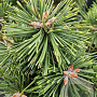 Pinus mugo 'Green Pearl' 20-25 cm 3,0L