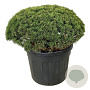 Pinus mugo 'Mops' 80-100 cm cont. 110L solitair