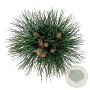 Pinus nigra 'Green Tower' 40-50 cm P21