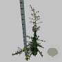 Pyracantha 'Soleil d'Or' 100-125 cm 3,0L