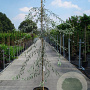 Pyrus salicifolia 'Pendula' 150-175 cm 12L