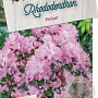 Rhododendron 'Pintail' 40-50 cm 10L