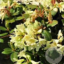 Rhododendron 'Shamrock' 30-40 cm 10L