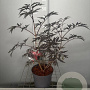 Sambucus nigra Black Lace 30-40 cm 3,0L
