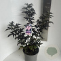 Sambucus nigra Black Tower 40-50 cm 5,0L