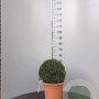 Taxus baccata 35 cm container bol