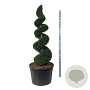 Taxus baccata 150-175 cm cont. 180L spiraal