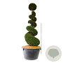 Taxus baccata 225-250 cm cont. 500L spiraal