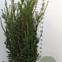 Taxus media 'Hillii' 140-160 cm met kluit extra