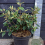 Viburnum 'Eskimo' 40-50 cm 7,5L
