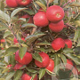 Malus d. 'Elstar' 12-14 cm draadkluit