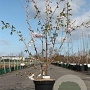 Prunus 'Accolade' 60-80 cm 7,5L