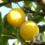 Prunus d. 'Mirabelle de Nancy' 10-12 cm container