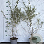 Hippophae rhamnoides 60-80 cm 2,0L