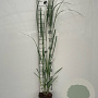 Panicum virgatum 'Northwind' GM 2,0L