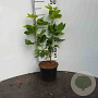 Ribes sanguineum 40-60 cm wortelgoed struik