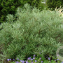 Salix elaeagnos 40-60 cm wortelgoed struik
