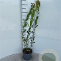 Salix purpurea 40-60 cm 2,0L