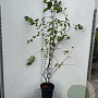 Amelanchier lamarckii 150-175 cm 7,5L