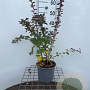 Berberis ott. 'Superba' 40-50 cm 3,0L