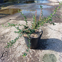 Berberis stenophylla 30-40 cm 3,0L