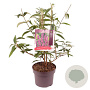 Buddleja d. 'Ile de France' 50-60 cm 5,0L